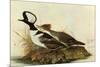 Hoodedmerganser-John James Audubon-Mounted Art Print