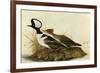 Hoodedmerganser-John James Audubon-Framed Premium Giclee Print