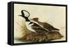 Hoodedmerganser-John James Audubon-Framed Stretched Canvas