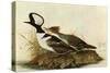 Hoodedmerganser-John James Audubon-Stretched Canvas