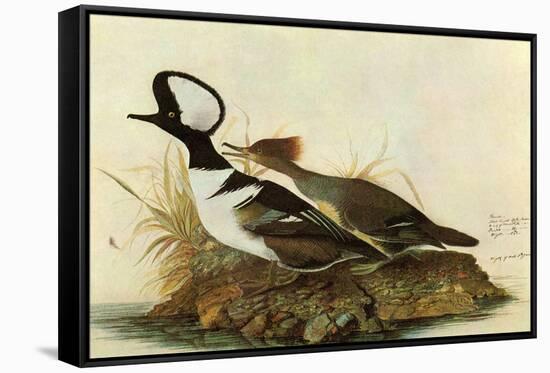 Hoodedmerganser-John James Audubon-Framed Stretched Canvas