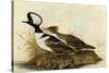 Hoodedmerganser-John James Audubon-Stretched Canvas