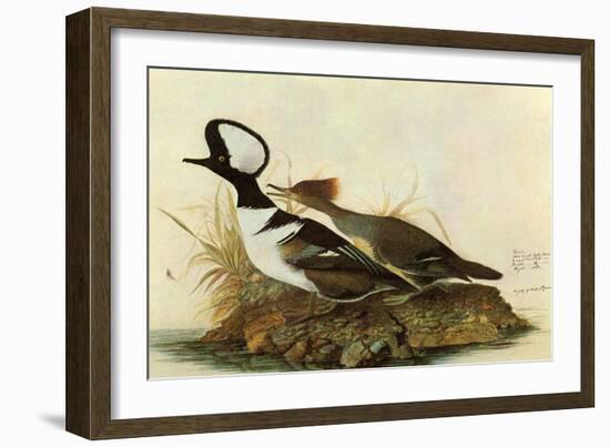 Hoodedmerganser-John James Audubon-Framed Art Print