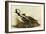 Hoodedmerganser-John James Audubon-Framed Art Print