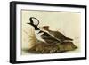 Hoodedmerganser-John James Audubon-Framed Art Print