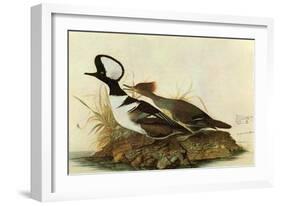 Hoodedmerganser-John James Audubon-Framed Art Print