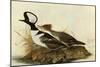 Hoodedmerganser-John James Audubon-Mounted Art Print
