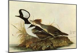 Hoodedmerganser-John James Audubon-Mounted Art Print