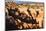 Hoodoos and Lone Pine Tree on a Ridge Lit by Late Afternoon Sun-Eleanor-Mounted Photographic Print