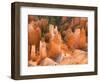 Hoodoos in Bryce Canyon from Inspiration Point, Bryce Canyon National Park, Utah, USA-Jamie & Judy Wild-Framed Photographic Print