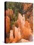 Hoodoos in Bryce Canyon from Inspiration Point, Bryce Canyon National Park, Utah, USA-Jamie & Judy Wild-Stretched Canvas