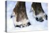 Hoofs of a Domestic Reindeer-Andrey Zvoznikov-Stretched Canvas