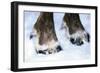 Hoofs of a Domestic Reindeer-Andrey Zvoznikov-Framed Photographic Print