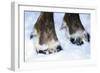 Hoofs of a Domestic Reindeer-Andrey Zvoznikov-Framed Photographic Print