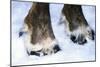 Hoofs of a Domestic Reindeer-Andrey Zvoznikov-Mounted Photographic Print