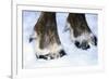 Hoofs of a Domestic Reindeer-Andrey Zvoznikov-Framed Photographic Print