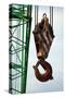 Hook on Construction Crane-Chris Henderson-Stretched Canvas