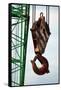 Hook on Construction Crane-Chris Henderson-Framed Stretched Canvas