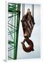 Hook on Construction Crane-Chris Henderson-Framed Photographic Print