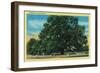 Hooker Oak - Chico, CA-Lantern Press-Framed Art Print