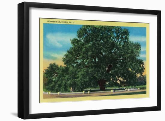 Hooker Oak - Chico, CA-Lantern Press-Framed Art Print