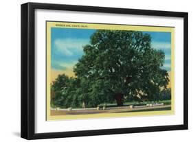 Hooker Oak - Chico, CA-Lantern Press-Framed Art Print