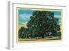 Hooker Oak - Chico, CA-Lantern Press-Framed Art Print