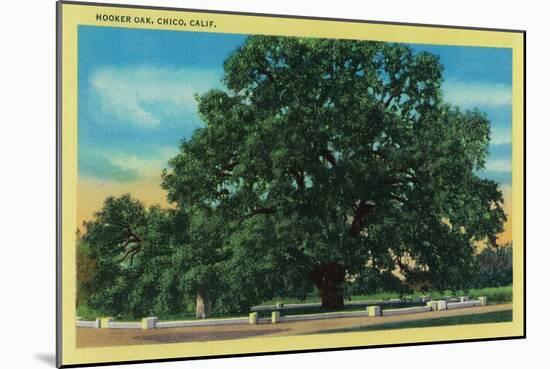 Hooker Oak - Chico, CA-Lantern Press-Mounted Art Print