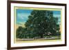 Hooker Oak - Chico, CA-Lantern Press-Framed Premium Giclee Print