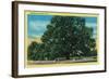 Hooker Oak - Chico, CA-Lantern Press-Framed Art Print