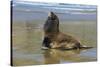 Hooker's Sea Lion (Phocarctos Hookeri)-Michael-Stretched Canvas