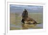 Hooker's Sea Lion (Phocarctos Hookeri)-Michael-Framed Photographic Print