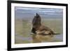 Hooker's Sea Lion (Phocarctos Hookeri)-Michael-Framed Photographic Print