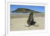 Hooker's Sea Lion (Phocarctos Hookeri)-Michael-Framed Photographic Print