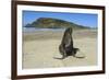 Hooker's Sea Lion (Phocarctos Hookeri)-Michael-Framed Photographic Print