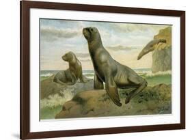 Hooker's Sea Lion-null-Framed Giclee Print