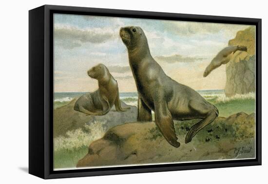 Hooker's Sea Lion-null-Framed Stretched Canvas