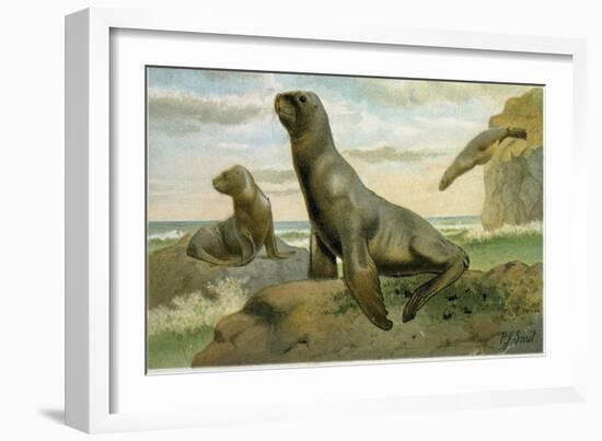 Hooker's Sea Lion-null-Framed Giclee Print