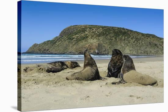 Hooker's Sea Lions (Phocarctos Hookeri) Colony-Michael-Stretched Canvas