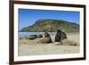 Hooker's Sea Lions (Phocarctos Hookeri) Colony-Michael-Framed Photographic Print