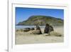 Hooker's Sea Lions (Phocarctos Hookeri) Colony-Michael-Framed Photographic Print