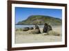 Hooker's Sea Lions (Phocarctos Hookeri) Colony-Michael-Framed Photographic Print