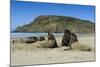 Hooker's Sea Lions (Phocarctos Hookeri) Colony-Michael-Mounted Photographic Print