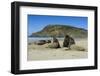 Hooker's Sea Lions (Phocarctos Hookeri) Colony-Michael-Framed Photographic Print