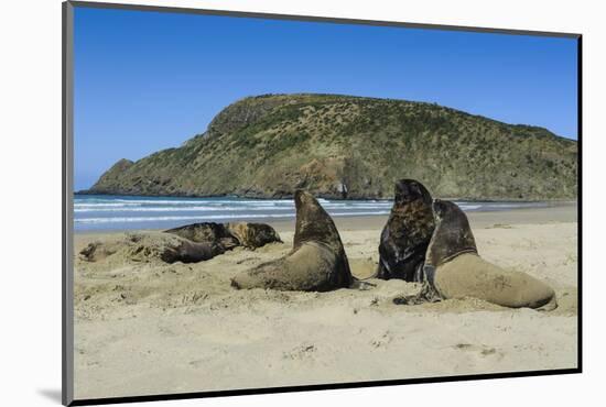 Hooker's Sea Lions (Phocarctos Hookeri) Colony-Michael-Mounted Photographic Print