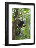 Hoolock Gibbon (Hoolock Leuconedys)Feeding-Dong Lei-Framed Photographic Print