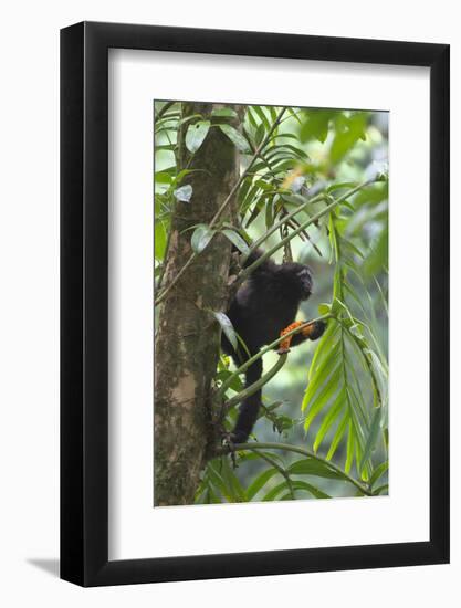 Hoolock Gibbon (Hoolock Leuconedys)Feeding-Dong Lei-Framed Photographic Print