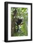 Hoolock Gibbon (Hoolock Leuconedys)Feeding-Dong Lei-Framed Photographic Print