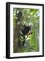 Hoolock Gibbon (Hoolock Leuconedys)Feeding-Dong Lei-Framed Photographic Print