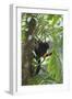 Hoolock Gibbon (Hoolock Leuconedys)Feeding-Dong Lei-Framed Photographic Print